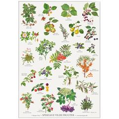 Plakat med spiselige vilde frugter