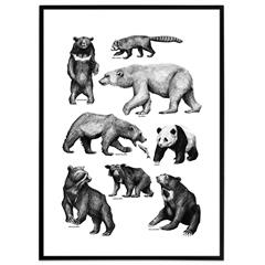 Plakat med håndtegnede bjørne, sort/hvid