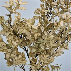 Bungalow kunstig blomst - Ruscus, Sand