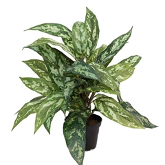 Kunstig Plante - Sømandstrøst, Grøn, 35 cm