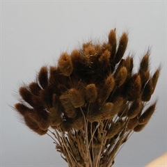 Tørrede Blomster - Lagurus, Brun XL bundt