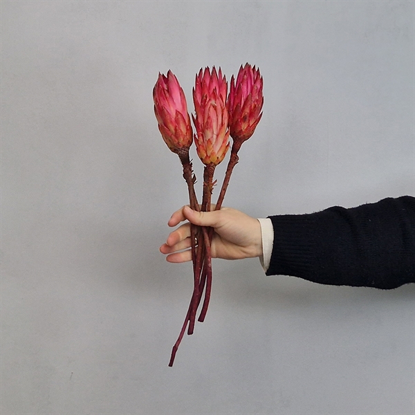 Tørrede Blomster - Protea, PINK - 5 stk
