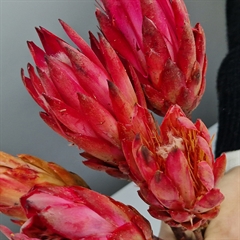 Små tørrede protea blomster, lyserød nuance