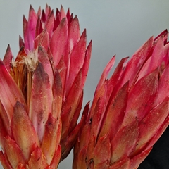 Lyserøde protea blomster