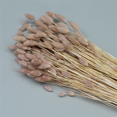 Tørrede Blomster - Phalaris, Powder Pink