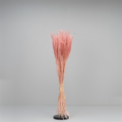 Tørrede Blomster - Tail Grass, Old Pink