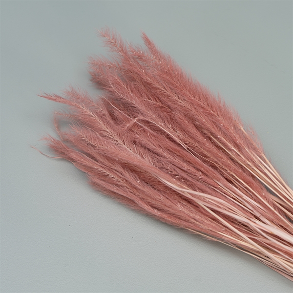 Tørrede Blomster - Tail Grass, Old Pink