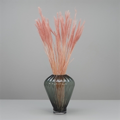 Tørrede Blomster - Tail Grass, Old Pink