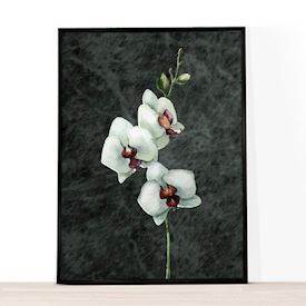 A4 kunsttryk til hjemmet, hvid orkide