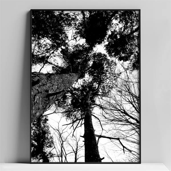 A4 plakat - Treetops