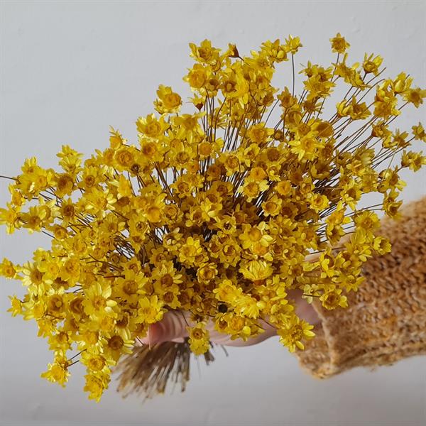 Tørrede Blomster - Glixia, Gul
