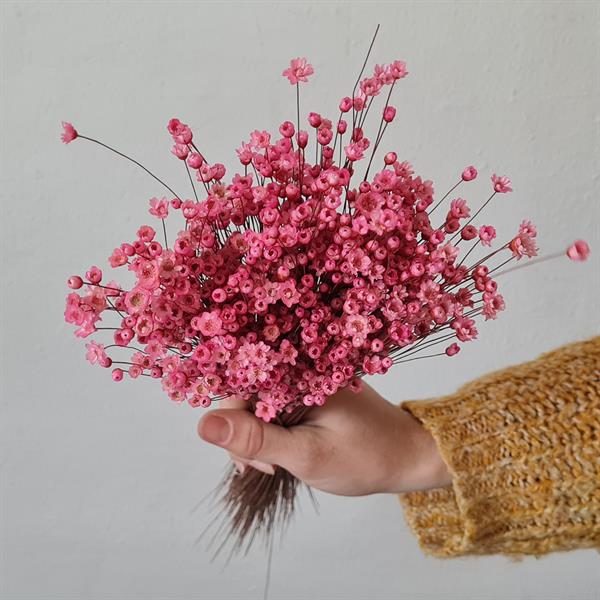 Tørrede Blomster - Glixia, Pink