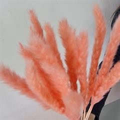Tørrede Blomster - Mini pampasgræs - Pink
