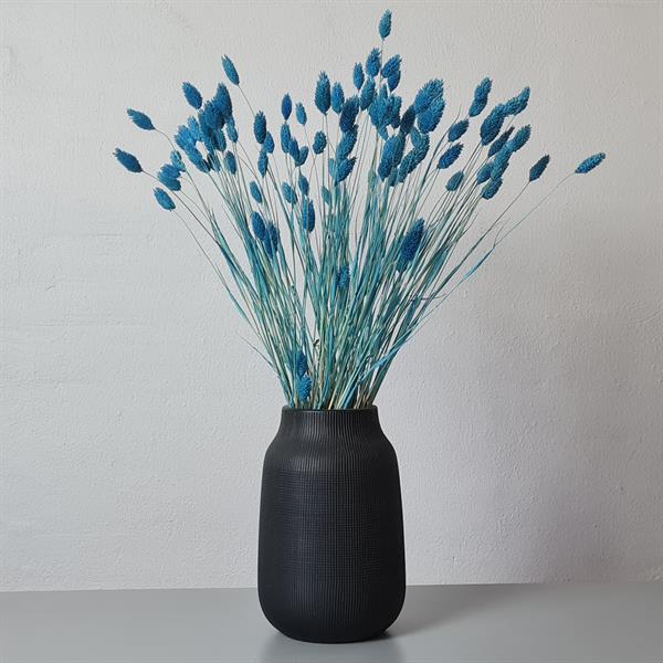 Tørrede Blomster - Phalaris, Ocean Blue