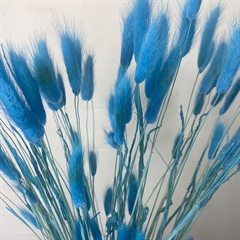 Tørrede blomster - Lagurus i Blå