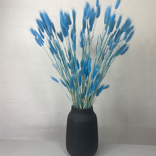 Blå Lagurus blomster