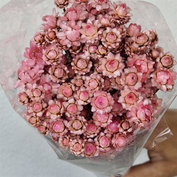 Tørrede Blomster - Glixia, Pink. BIG FLOWER