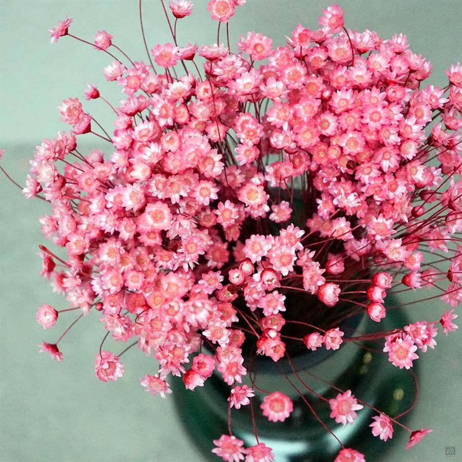 Tørrede Blomster - Light Pink