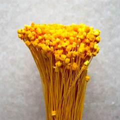 gule tørrede blomster i arten jazilda