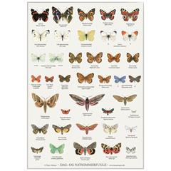Plakat med sommerfugle på