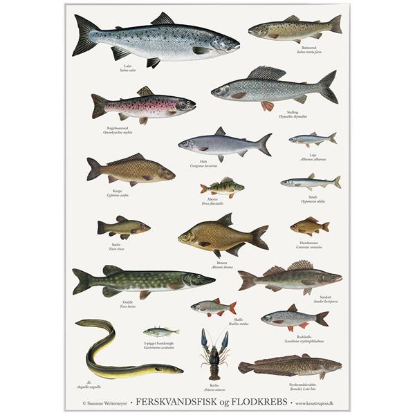 Plakat med fisk og krebs