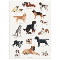 Plakat med hunde racer