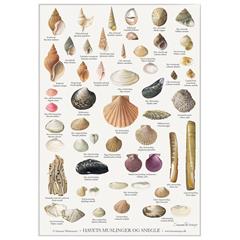 Plakat med havets snegle og muslinger