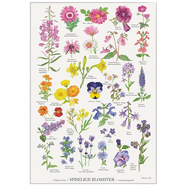 Plakat med smukke spiselige blomster