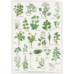 Plakat med spiselige vilde planter
