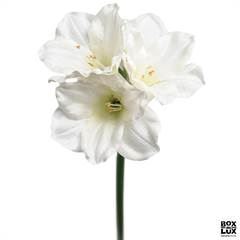 Kunstig blomst på stilk - Amaryllis 65 cm. - Hvid