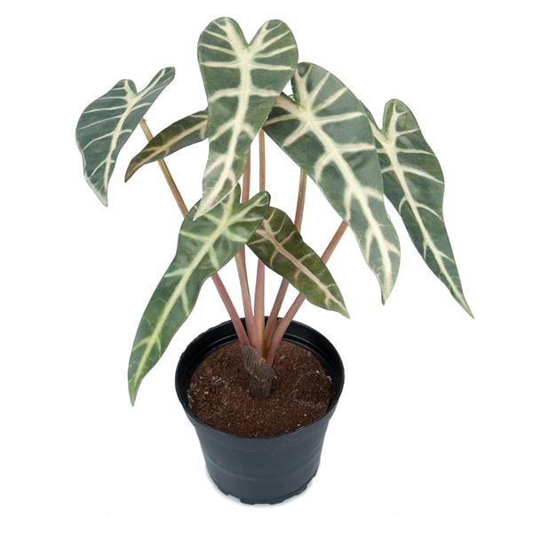 30 cm. alocasia plante