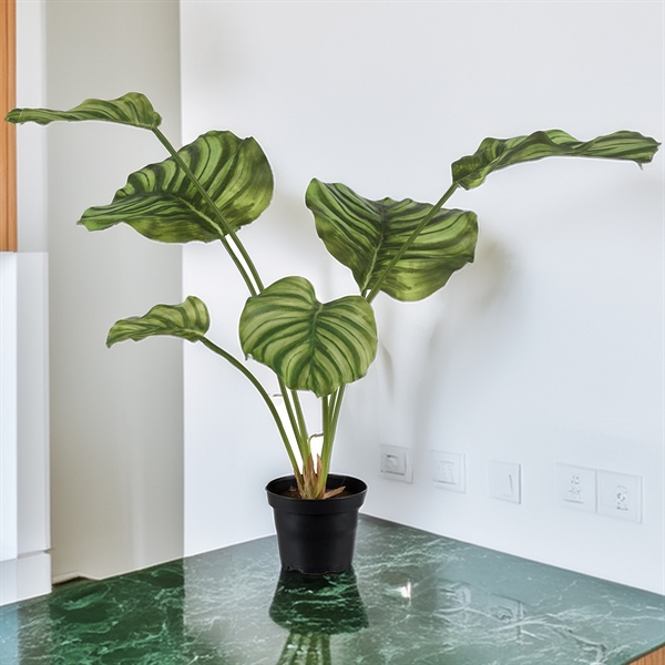 Kunstig plante - Calathea 55 cm. grøn