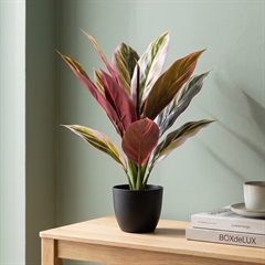 Kunstig Plante - Cordyline, Grøn/Rød, 38 cm