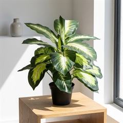 Kunstig Plante - Dieffenbachia, Grøn, 40 cm