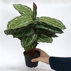 Kunstig Maranta plante, 48 cm.