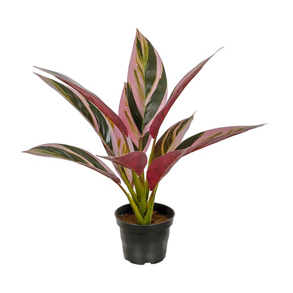 Kunstig Plante - Cordyline, Grøn/Rød, 38 cm