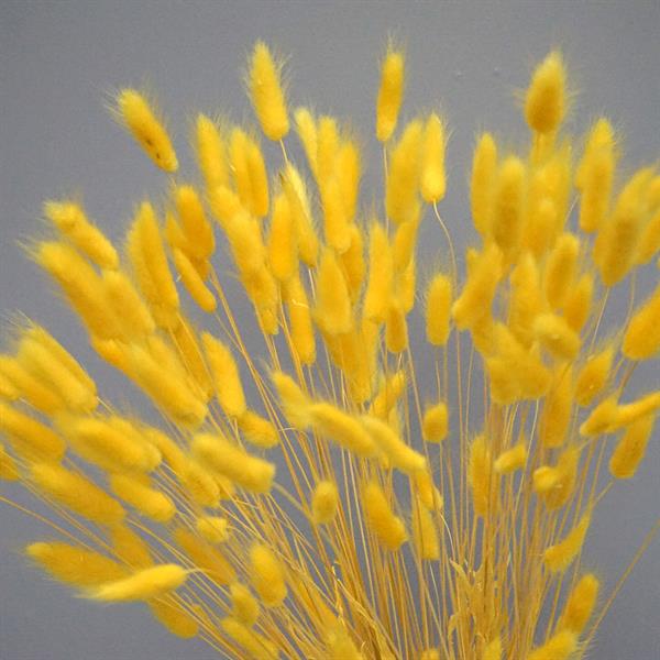 Tørrede Blomster - Lagurus, Gul. XL bundt