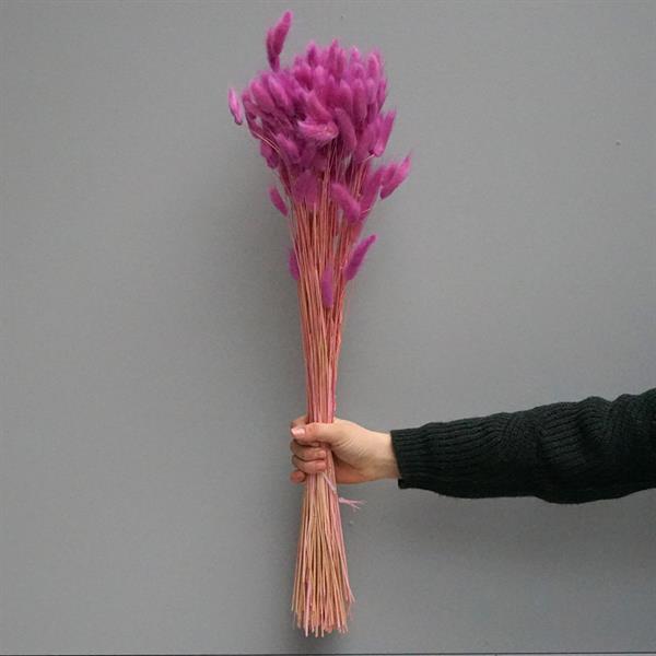 Tørrede Blomster - Lagurus, Violet/Lilla. XL bundt