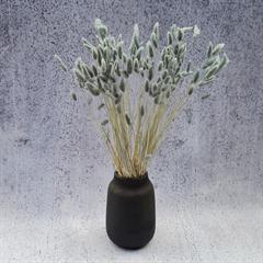 Tørrede Blomster - Lagurus, Grå/blå XL bundt