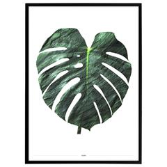 Plakat - Monstera, grøn