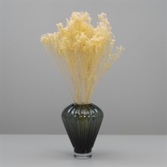 Tørrede Blomster - Broom Bloom, Cremehvid