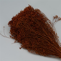 Tørrede Blomster - Broom Bloom, Terracotta