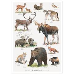 Plakat med nordens dyr