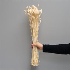 Tørrede Blomster - Phalaris, Hvid - Marie