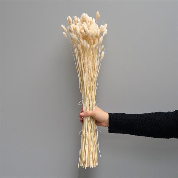 Tørrede Blomster - Phalaris, Hvid - Marie