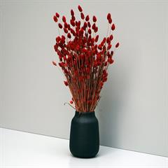 Tørrede Blomster - Phalaris - Rød