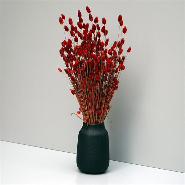 Tørrede Blomster - Phalaris - Rød