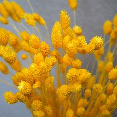 phalaris, yellow