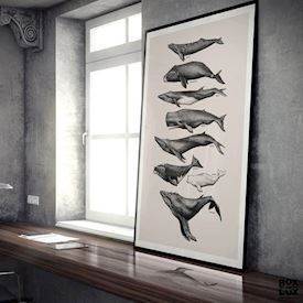 Plakat til hjemmet med en samling af hvaler