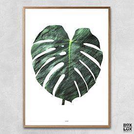 Plakat - Monstera, grøn